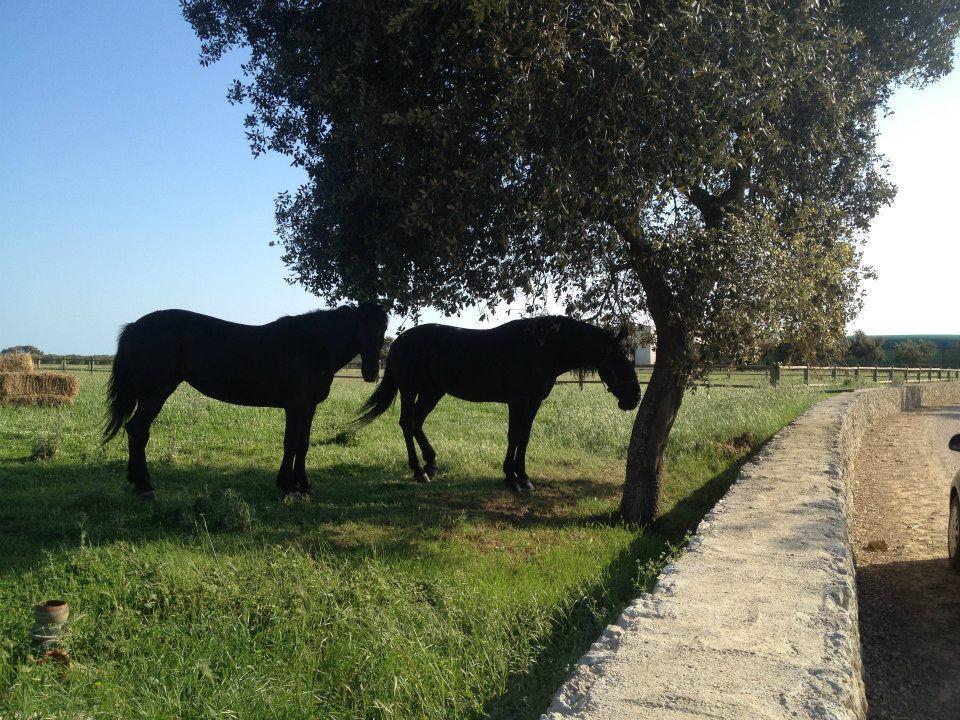 Masseria Autigne Otranto Eksteriør billede